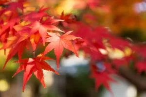 Feuilles d'érable rougeoyantes en gros plan avec un arrière-plan automnal flou.